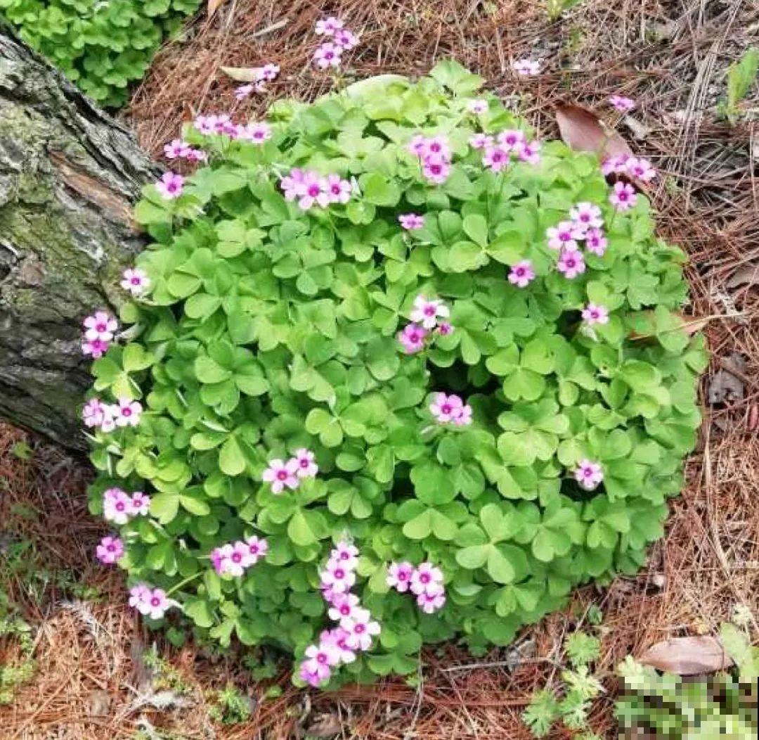 38种入侵植物,全村出来挖,挖完又长一大片 38种入侵植物,全村出来挖,挖完又长一大片