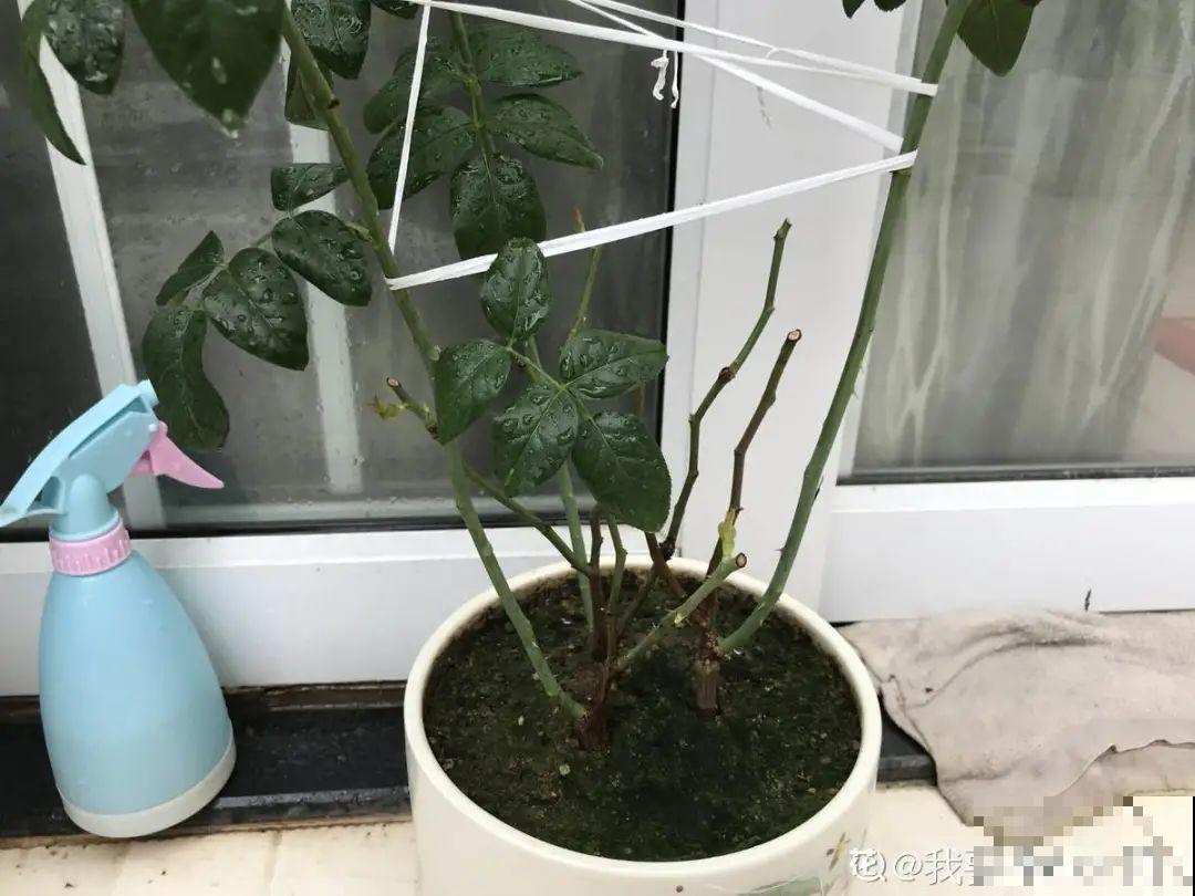 秋天虫子泛滥，不注意预防，家里的花都遭殃！