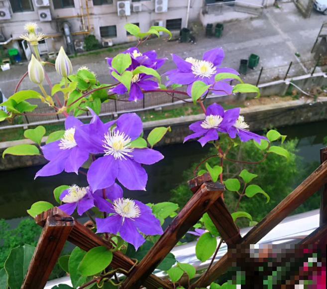 铁线莲容易买到假货，注意看价格，越便宜越有猫腻！