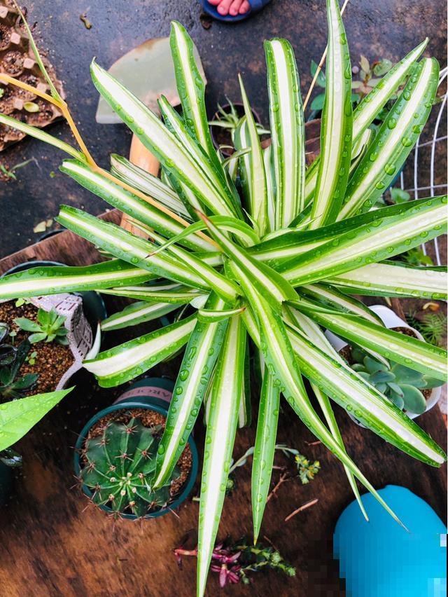 常见5种花,秋天浇水要谨慎,浇对了才能长得更旺盛 常见5种花,秋天浇水要谨慎,浇对了才能长得更旺盛