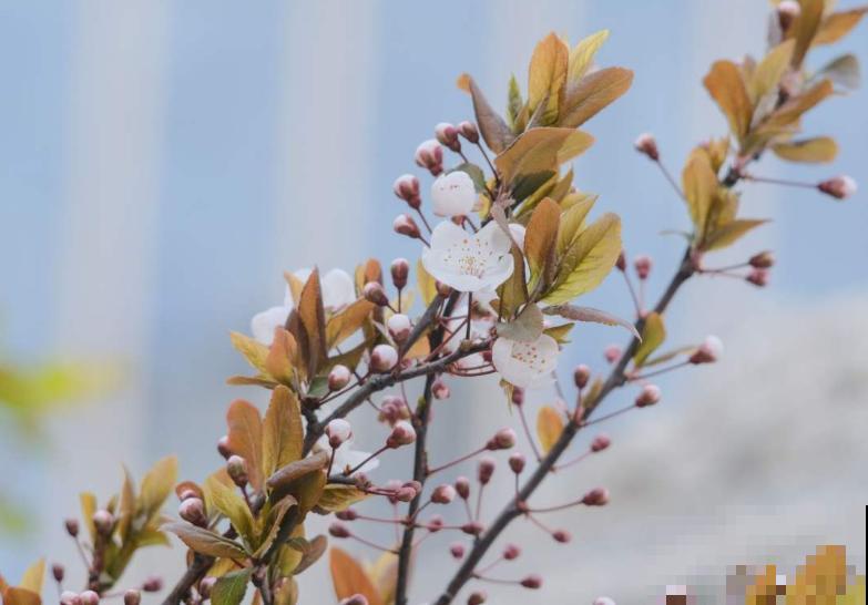 5步种好盆栽紫叶李,简单还省钱,来年果子长满盆! 5步种好盆栽紫叶李,简单还省钱,来年果子长满盆!