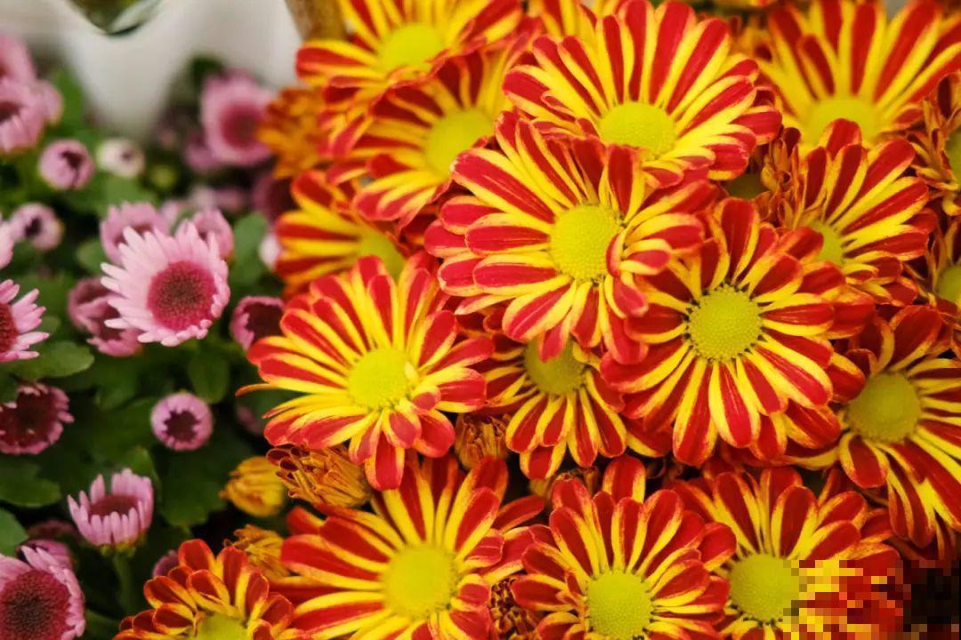 9月后就养这些花,比绿萝好养,疯狂开花到明年! 9月后就养这些花,比绿萝好养,疯狂开花到明年!