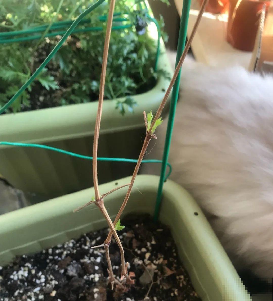 长寿花睡了一个夏天，终于要睡醒了，抓紧修剪才能继续旺长