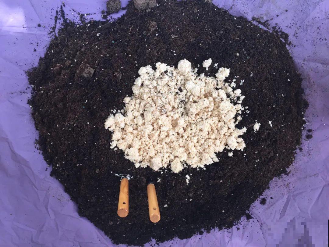 换盆的旧土别丢了,掺点料,肥得冒油! 换盆的旧土别丢了,掺点料,肥得冒油!