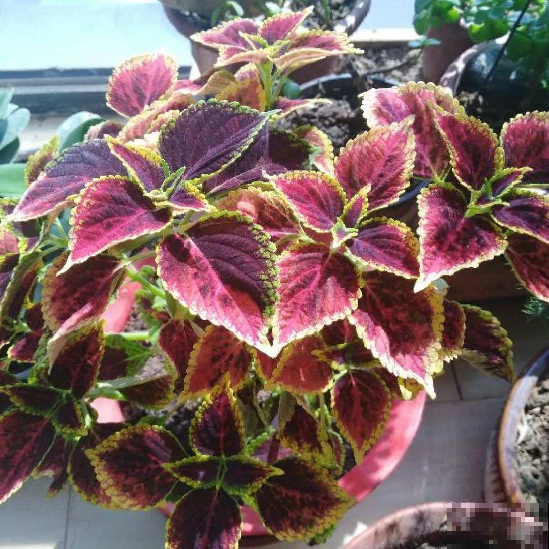 看图猜花名，100道题，测你的养花天分！