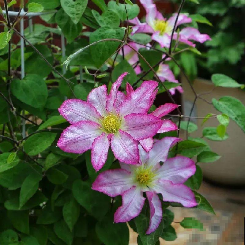 秋天养铁线莲，沾土就活，零下20度冻不死！