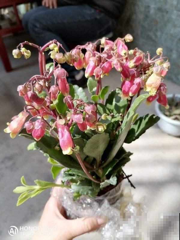 秋冬新宠“小铃铛”，原来叫宫灯长寿，跟不死鸟是亲戚