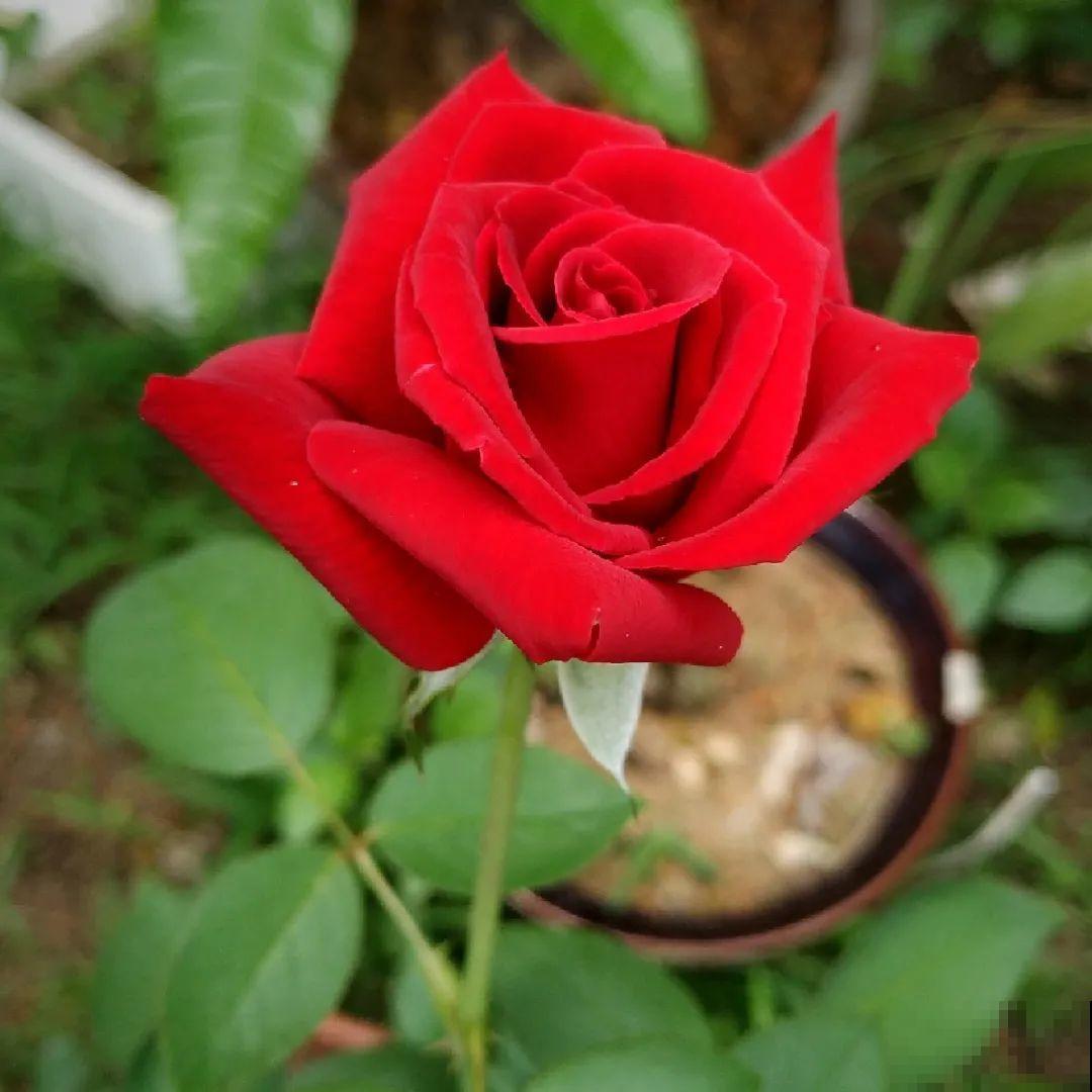 看图猜花名，100道题，测你的养花天分！