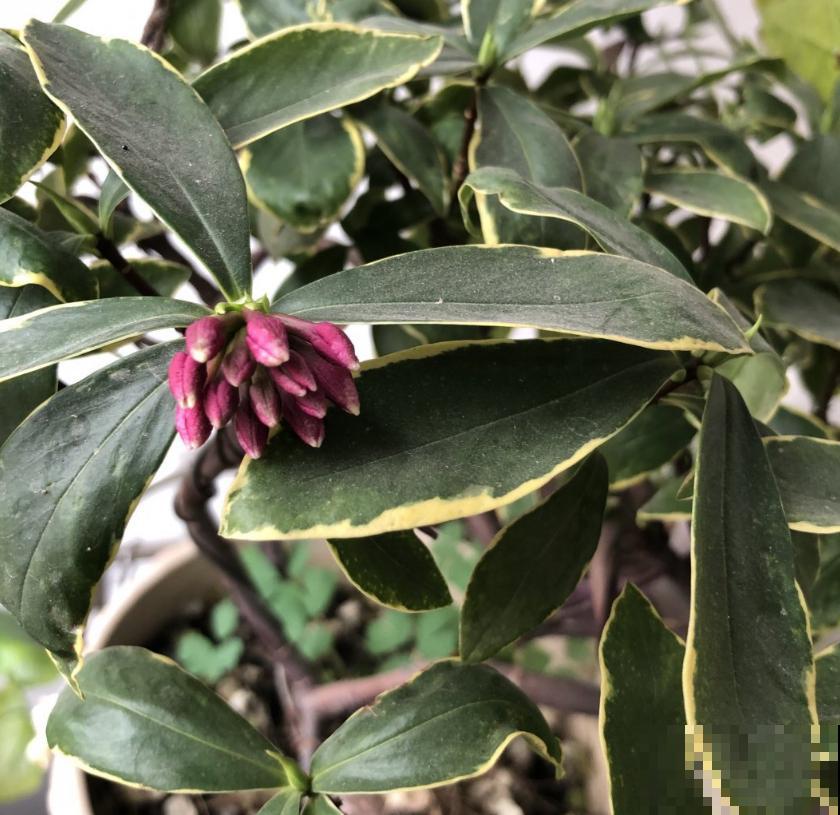 金边瑞香特喜酸,柠檬水浇一浇,开得特欢! 金边瑞香特喜酸,柠檬水浇一浇,开得特欢!