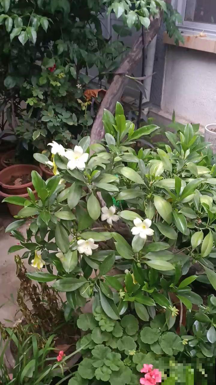 绿萝叶尖滴水珠,脚一踩还黏糊糊,其实是好事! 绿萝叶尖滴水珠,脚一踩还黏糊糊,其实是好事!