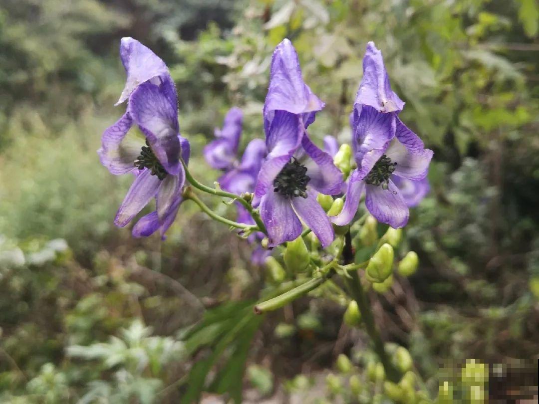 20种有毒花,出门别乱摘,有小孩的特别注意 20种有毒花,出门别乱摘,有小孩的特别注意