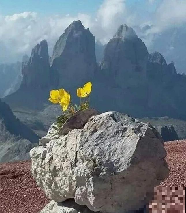 石缝间开出来的花,一点土都没有,生命力太强悍! 石缝间开出来的花,一点土都没有,生命力太强悍!