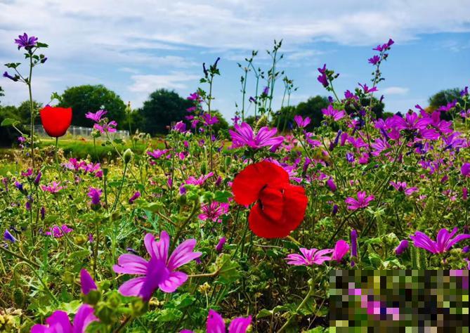 家花与野花的区别，一个娇贵、一个强悍，你更喜欢哪一种？