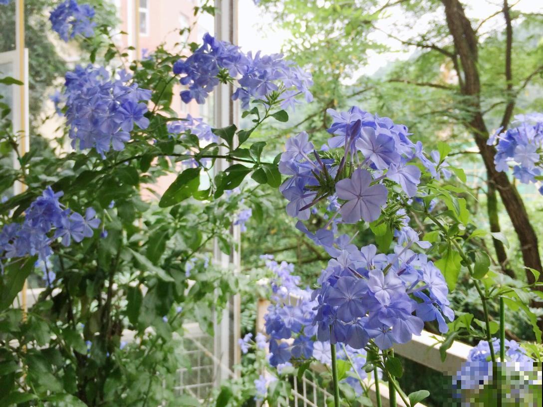 她家的花一开，就赶紧画成水彩画，比真花还美！