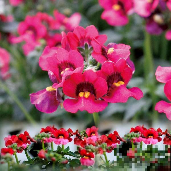 阳台新宠龙面花,花量超大颜色多,四季都开不停! 阳台新宠龙面花,花量超大颜色多,四季都开不停!