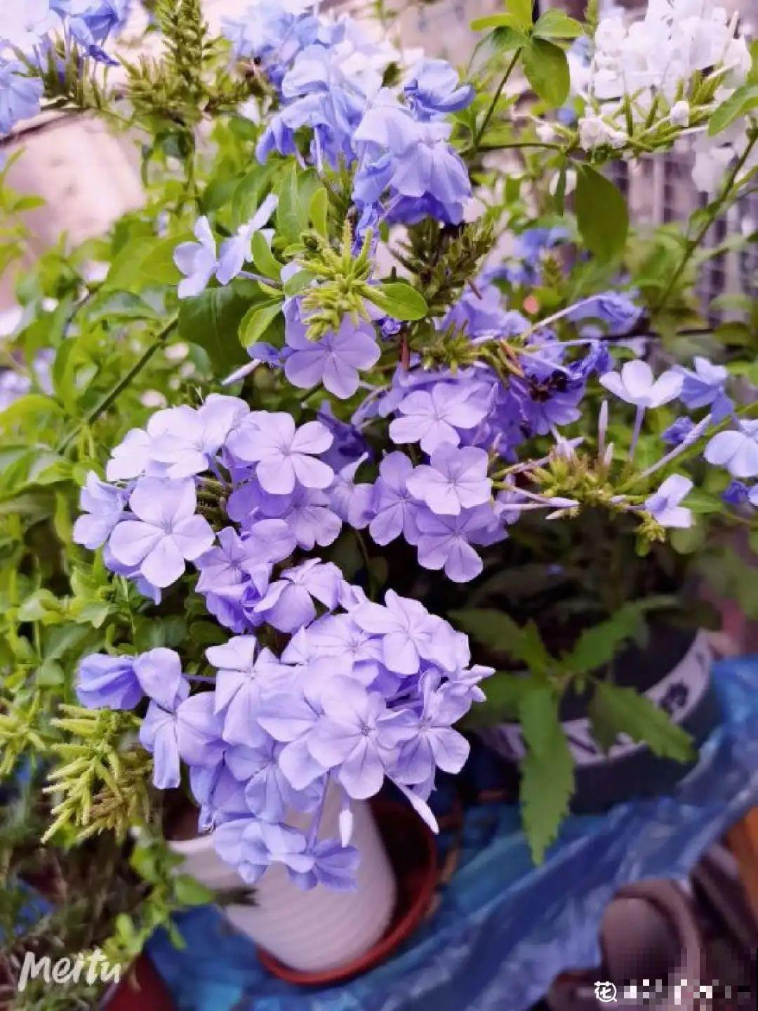 夏天的耐晒开花机器，越热开花越多，家里有一棵就够了！