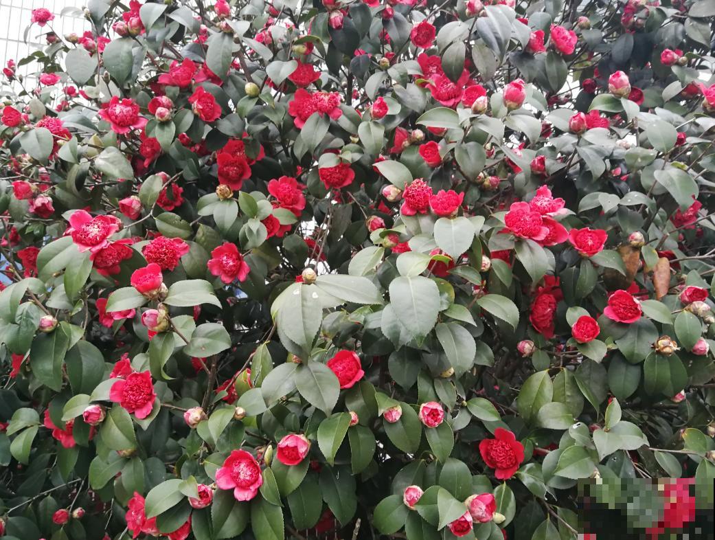 40年的大茶花，开花像荔枝果盘，红红火火真吉祥！