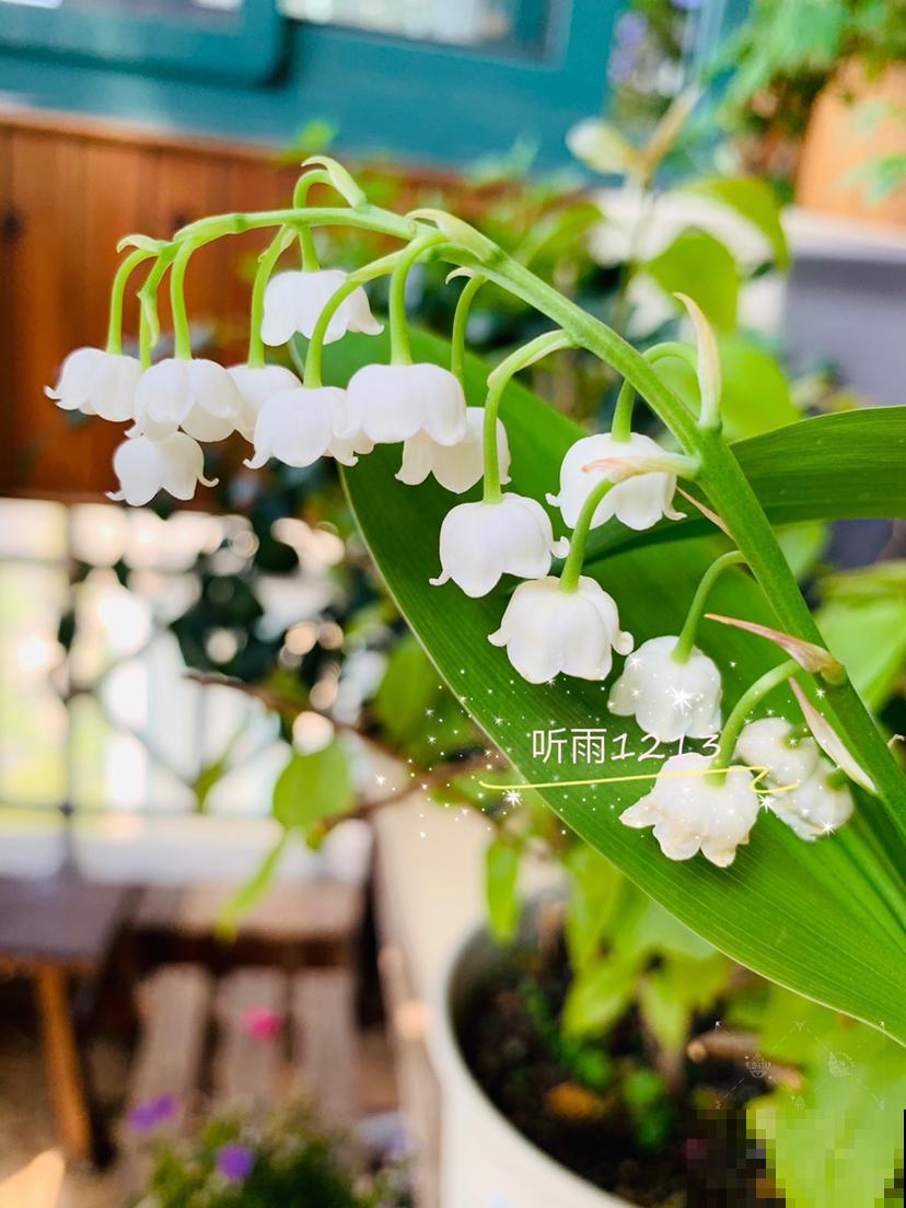 开花像铃铛的铃兰,耐寒能力超强,冬天也能养 开花像铃铛的铃兰,耐寒能力超强,冬天也能养