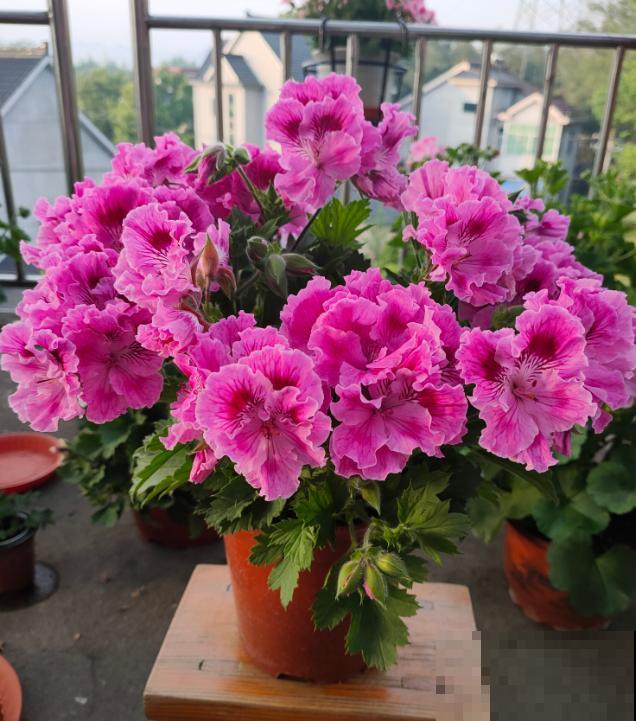 这些花马上就苏醒了,赶紧一瓢水浇透,个子立马蹿一截! 这些花马上就苏醒了,赶紧一瓢水浇透,个子立马蹿一截!