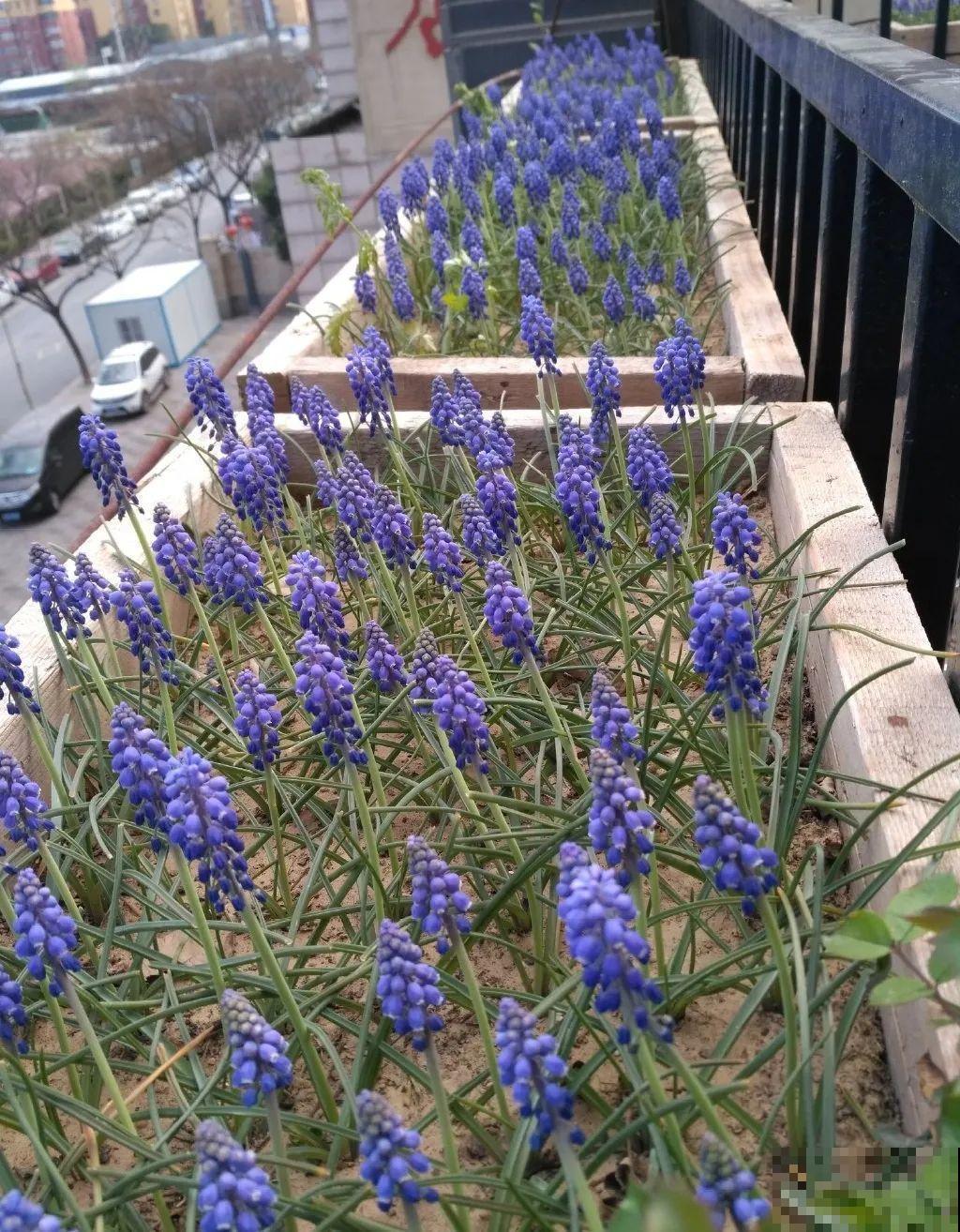 种花赚钱？要是有块地，真的发财了！