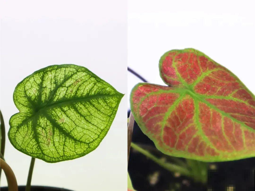 比绿萝还耐阴的花，叶子五彩斑斓，像打翻的调色板！