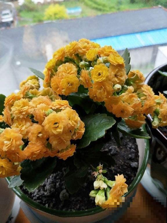 送花要送对,不同花寓意不同,送对了才能财源滚滚 送花要送对,不同花寓意不同,送对了才能财源滚滚