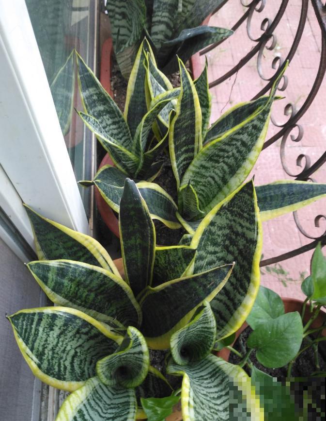 有些花名字叫兰，其实跟兰花没一毛钱关系，别搞错了！