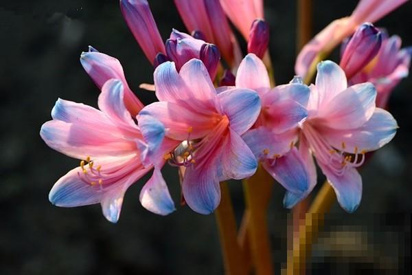 石蒜科的花,个比个漂亮,却是危险的有毒植物! 石蒜科的花,个比个漂亮,却是危险的有毒植物!