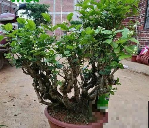 8种花,养小不养老,越老开花越少! 8种花,养小不养老,越老开花越少!