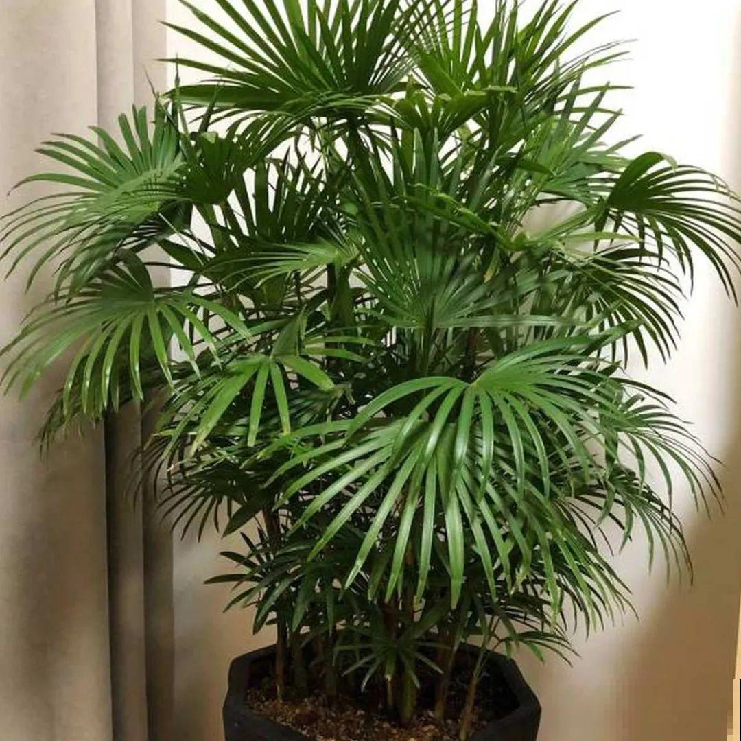 24种植物“净化器”,每个房间养一盆,太值了! 24种植物“净化器”,每个房间养一盆,太值了!