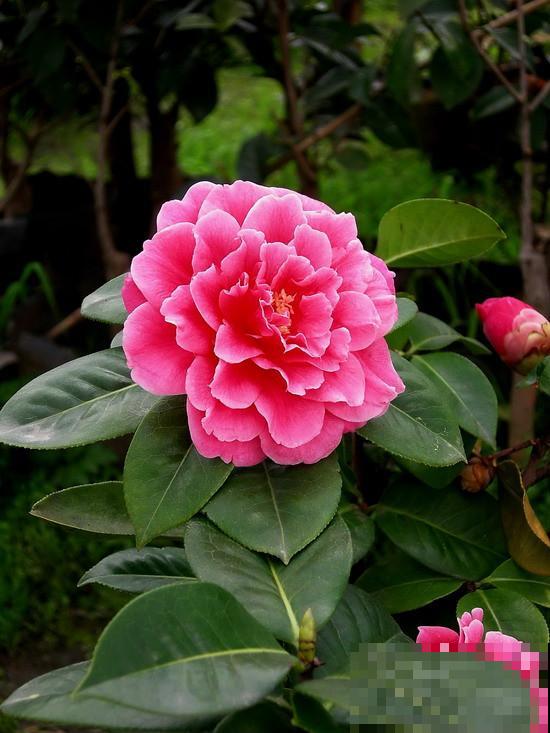 最适合各个地方养的花，快看你的家乡，适合养哪些花！