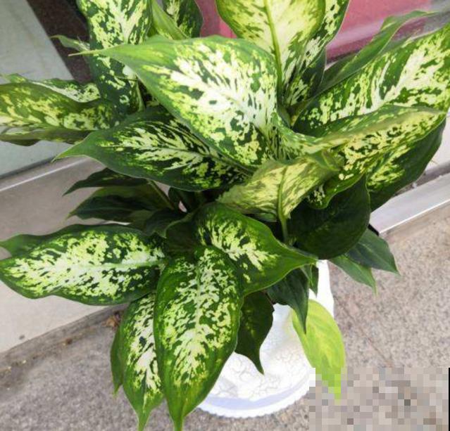 绿植“贵族”银皇后,净化空气超棒,烟友必备! 绿植“贵族”银皇后,净化空气超棒,烟友必备!