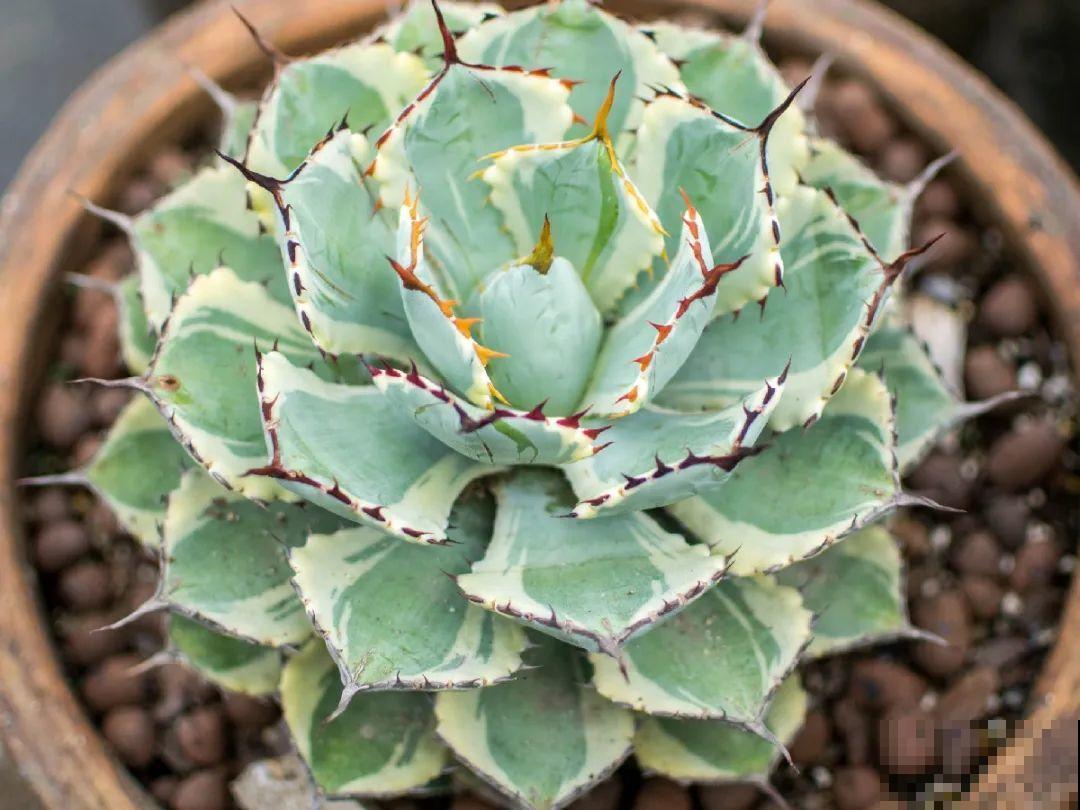 24种植物“净化器”,每个房间养一盆,太值了! 24种植物“净化器”,每个房间养一盆,太值了!