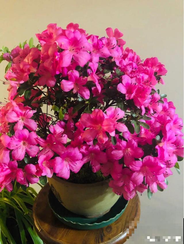 养根的3个小方法,照着一步步做,根能撑爆盆! 养根的3个小方法,照着一步步做,根能撑爆盆!