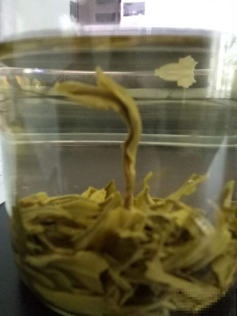 喝过的茶叶不要扔,放到花盆里,花越开越欢实! 喝过的茶叶不要扔,放到花盆里,花越开越欢实!