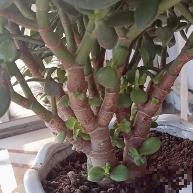 寿命最长的花，10岁养到100岁，够你养一辈子！