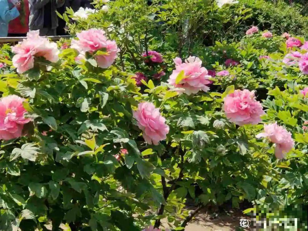 大家都爱养的花，其实只能秋天种，错过季节养不活！