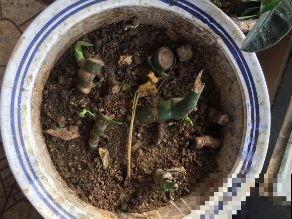 8种花换盆,换好了生一堆,换错立马死! 8种花换盆,换好了生一堆,换错立马死!