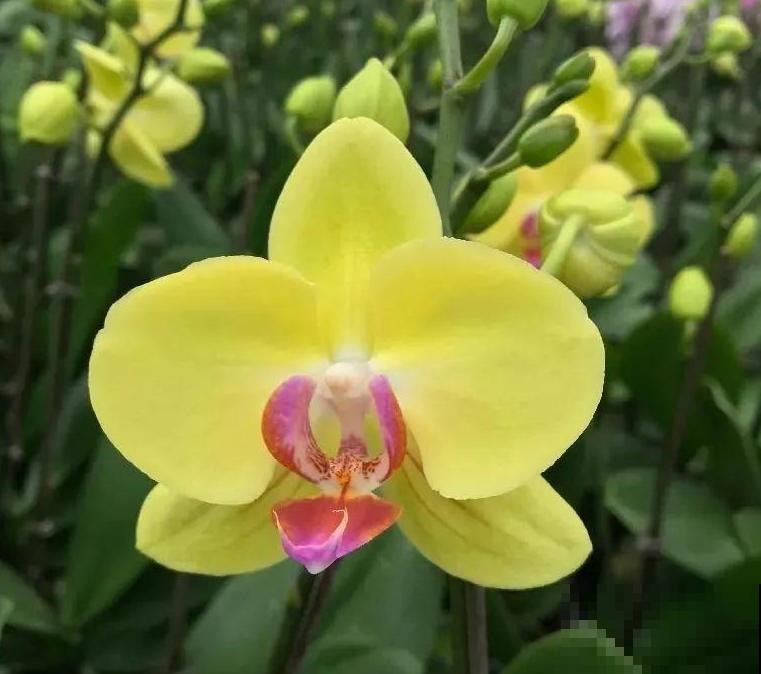 今年最火网红花，一次能开4个月，枝条挂满花蝴蝶！