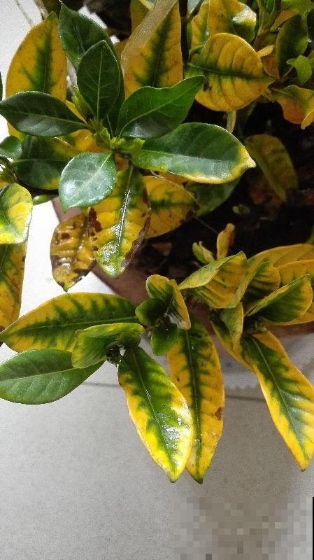 花盆里浇水加1种“料”，黄叶立马翠绿油亮，花越长越旺