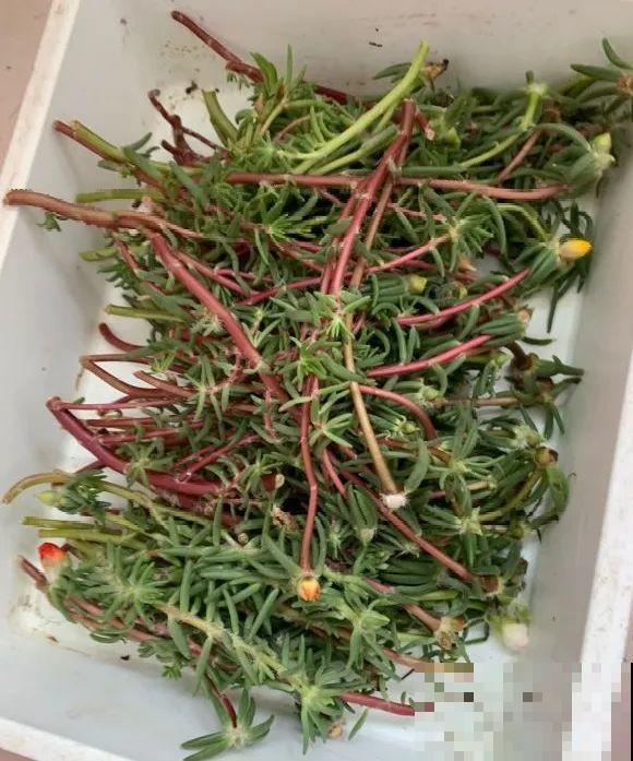 种花赚钱？要是有块地，真的发财了！