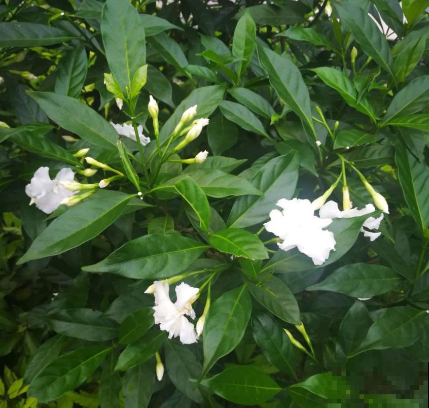 名字怪异的狗牙花,花开雪白,花花表示心疼! 名字怪异的狗牙花,花开雪白,花花表示心疼!