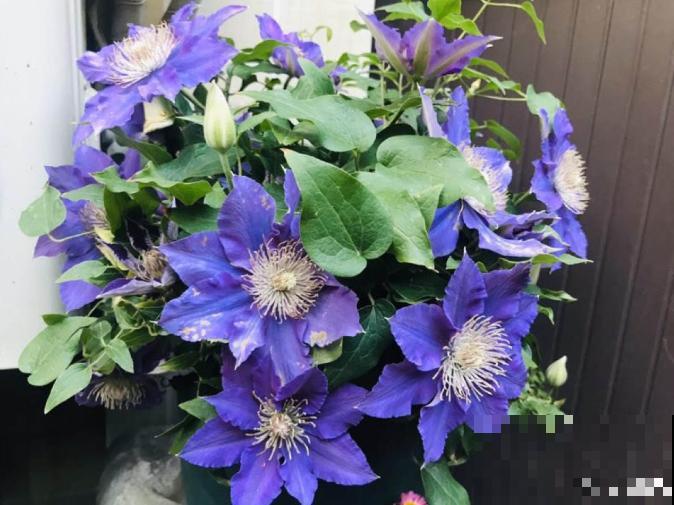 真相:花总烂根的罪魁祸首,就是这玩意! 真相:花总烂根的罪魁祸首,就是这玩意!