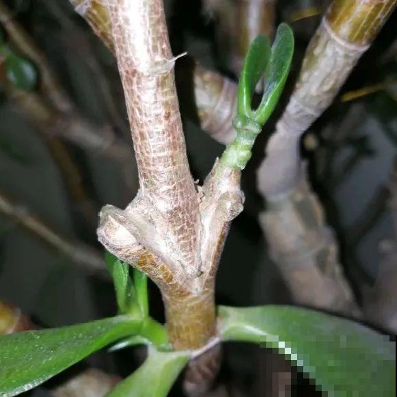 嫁接达人,玉树嫁接长寿上,花友直呼内行! 嫁接达人,玉树嫁接长寿上,花友直呼内行!
