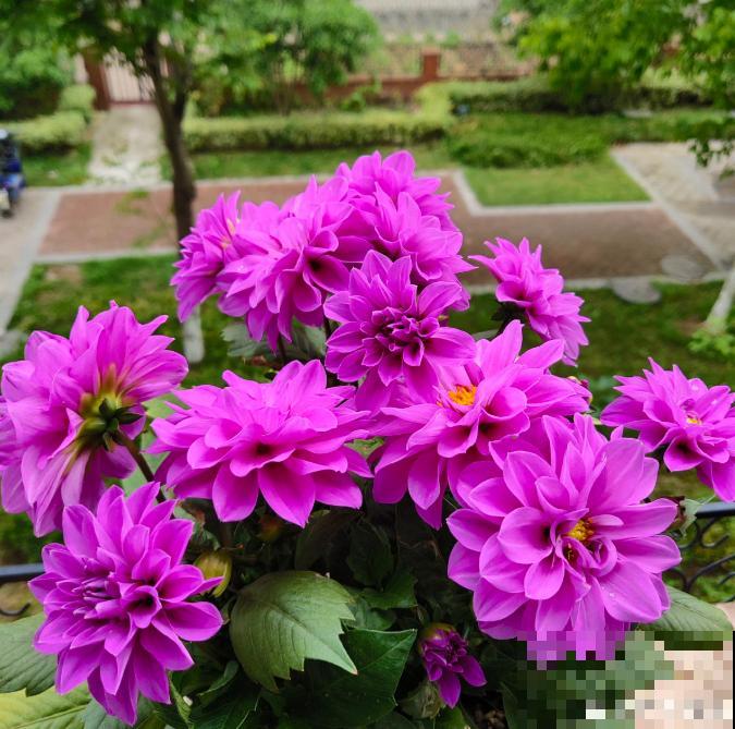 现在给大丽花剪一剪，到秋天，花朵开得比碗大！