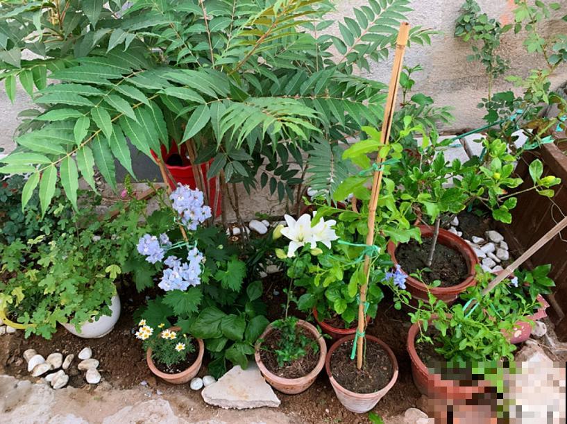 生活在于折腾,养花就是无休止的折腾,并且乐此不疲! 生活在于折腾,养花就是无休止的折腾,并且乐此不疲!