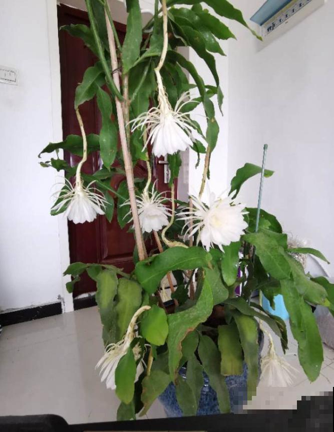 昙花也能白天开？关小黑屋就行，特别简单！