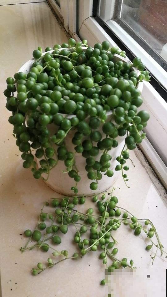 秋天养多肉,超容易爆头,选好品种是关键 秋天养多肉,超容易爆头,选好品种是关键