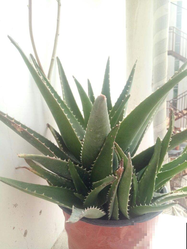 文竹掐个枝，找个瓶子插水里，呼呼冒出小笋芽