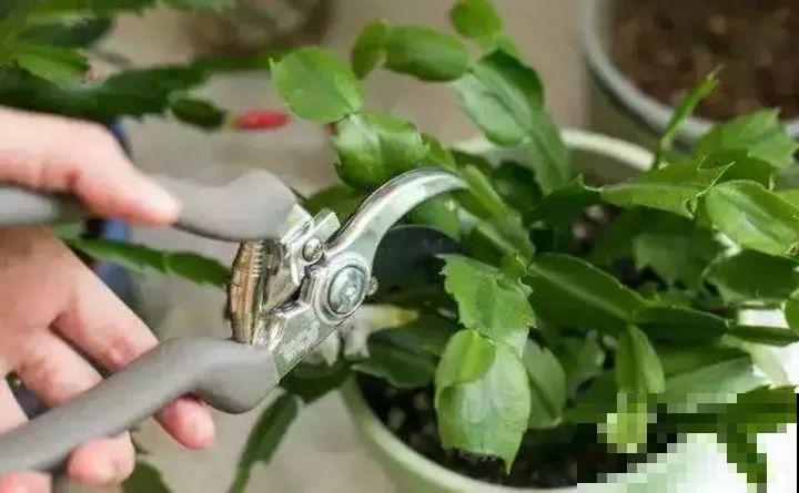 扦插有啥难？1根吸管，插活6盆花，太简单了！